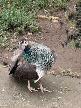 A beautiful female peacock standing on the ground in a natural park setting.