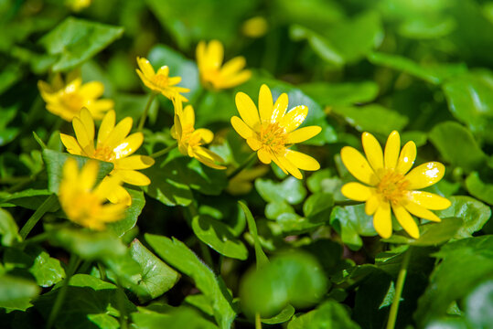
Yellow Lesser celandine flowers in spring on a green natural background
