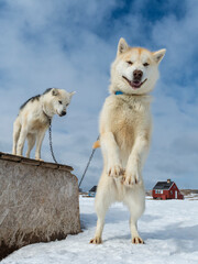 Huskies in snow in Greenland © FOLIO