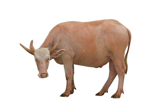 Albino buffalo isolated on transparent background png file