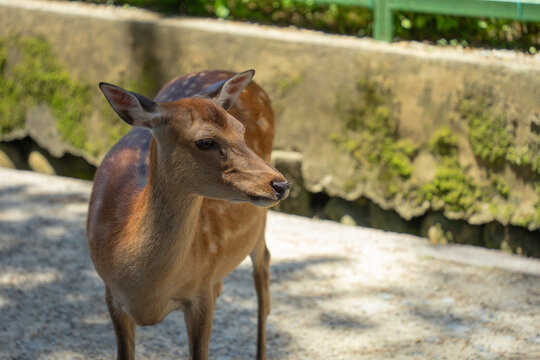 Side profile of a spotted deer standing in the park