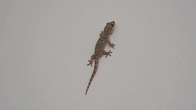 Video Background Small Gecko Slowly Crawling Across Plain Wall
