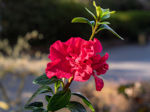  Pinkish Red Azalea Bloom (Rhododendron Cultivar)