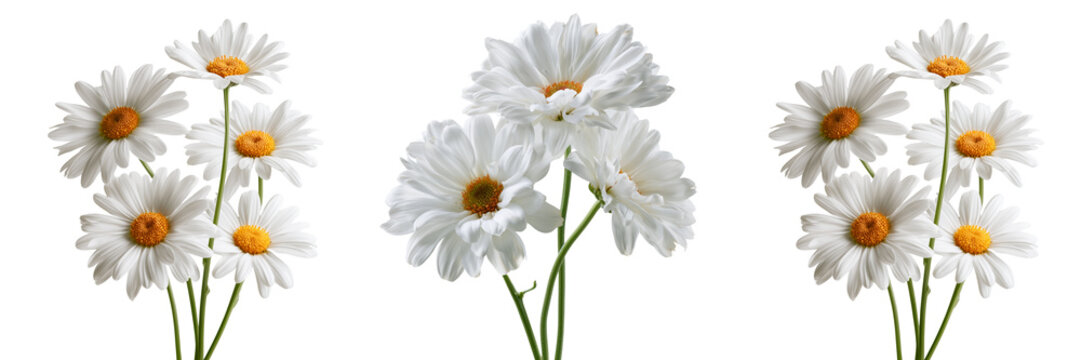 Set of A charming cluster of blooming white daisies with golden yellow centers, slender green stems and fresh petals on transparent png background. Ai generated