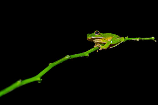 green tree frog on black background