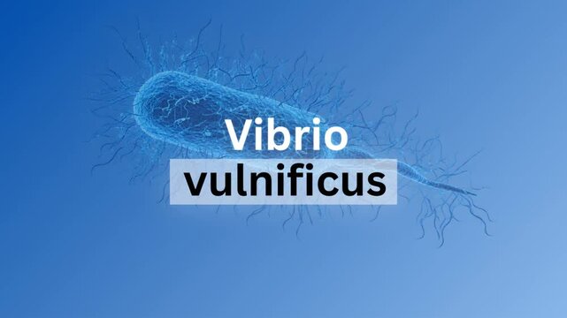 4K video footage featuring 3D medical animation of microscopic Vibrio vulnificus bacteria on a blue background. Ideal for marine pathogen research, health warnings, and educational videos.  