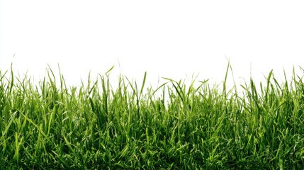 Fototapeta premium Fresh Green Grass Isolated on White Background