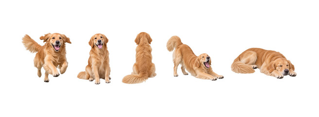 Obraz premium Golden Retriever png