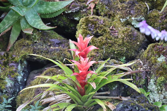 Bromeliad in the Duke of Terceira Garden, Azores, Portuga  