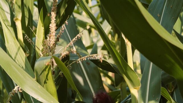 Multiple honey bees foraging on flowering corn tassels of Zea mays in bright sunlight, surrounded by green leaves, representing agriculture, pollinator activity and natural ecosystem balance.