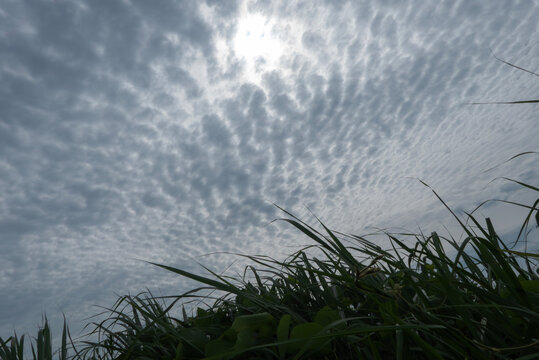 明るい太陽の光が薄曇りの波状の雲模様を映す