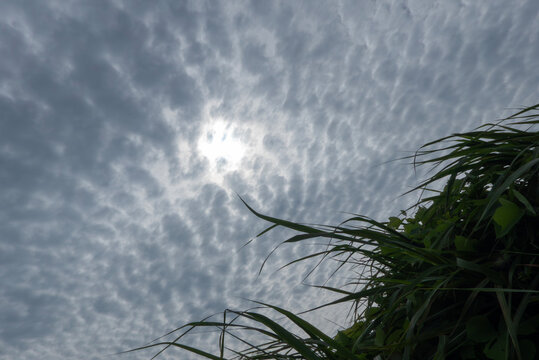 明るい太陽の光が薄曇りの波状の雲模様を映す