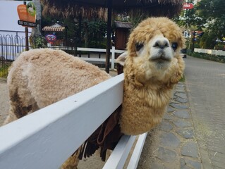 Fototapeta premium alpaca in zoo