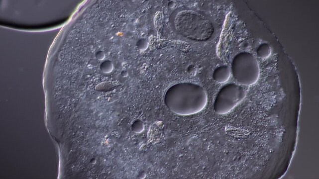 Circular Amoeba Cell Pumping Water Through Contractile Vacuole Microscopic Animation