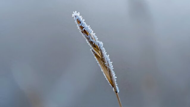 Frosted Grass Seed Head in Winter with Soft Blurred Background