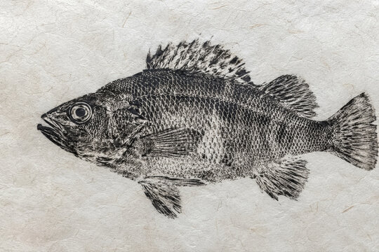 Gyotaku traditional Japanese fish print perch art on rice paper