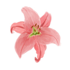 Obraz premium Pink lily flower botanical illustration with delicate petals and elegant floral details