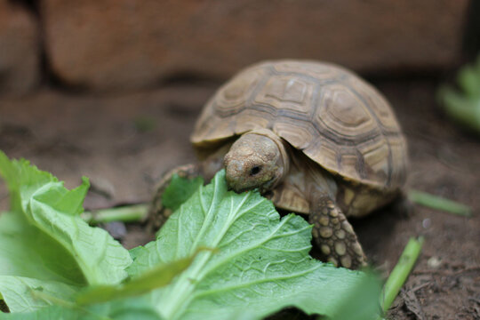 Sucata tortoise eating leaf on ground,African Sulcata Tortoise Natural Habitat