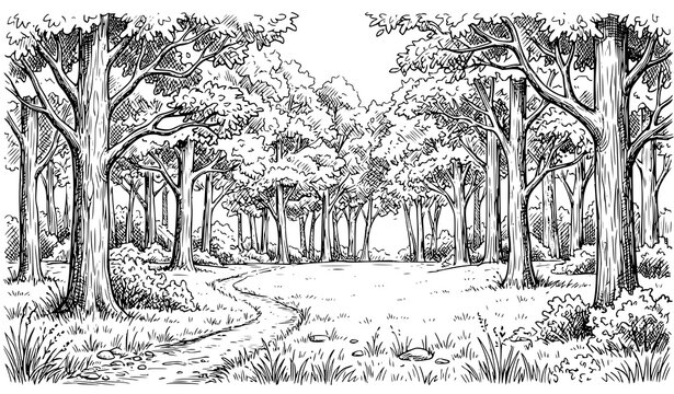 Hand Drawn Sketch of Forest Clearing with Path and Tall Trees, Black and White Vector Illustration of Woodland Nature Landscape