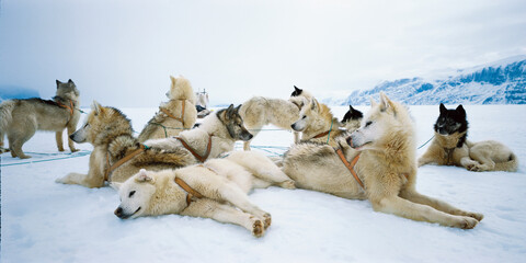Sled dogs resting in snowy landscape © FOLIO