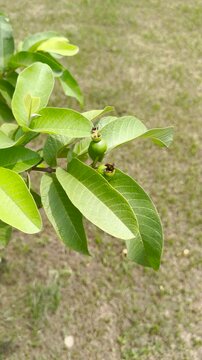 Young green guava fruit growing on a branch