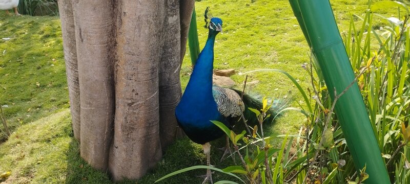 portrait of a peacock