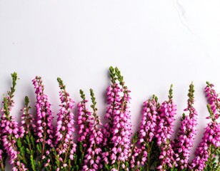 Obraz premium Close-up of pink heather flowers against a light background.