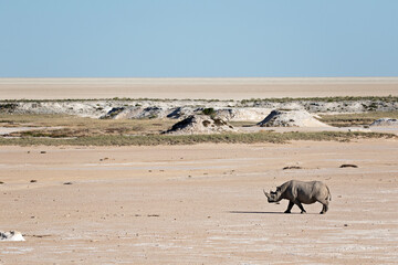 Rhinoceros walking across arid Etosha landscape in Namibia © Sharon