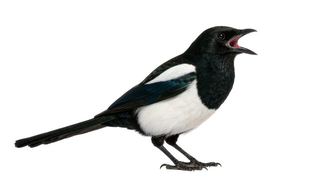 Black and white magpie bird with open beak, isolated on transparent background