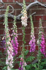 Group of foxgloves in a garden © Francesca Leslie