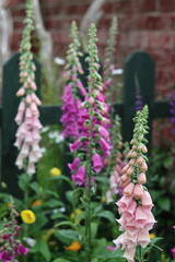 Group of foxgloves in a garden © Francesca Leslie