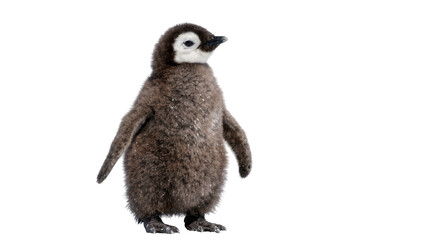 Fluffy brown penguin chick with white facial markings, isolated on transparent background © topngi