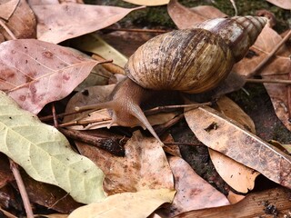A giant African land snail crawling on dry autumn leaves in the forest. © dedinature 
