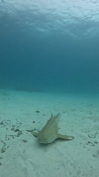Top View of Leopard Shark Swimming Through Crystal Clear Blue Ocean