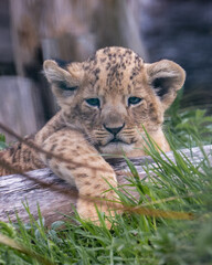 Lion cub resting on a log © alisonallenphoto