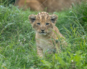 Lion Cub in the Grass © alisonallenphoto