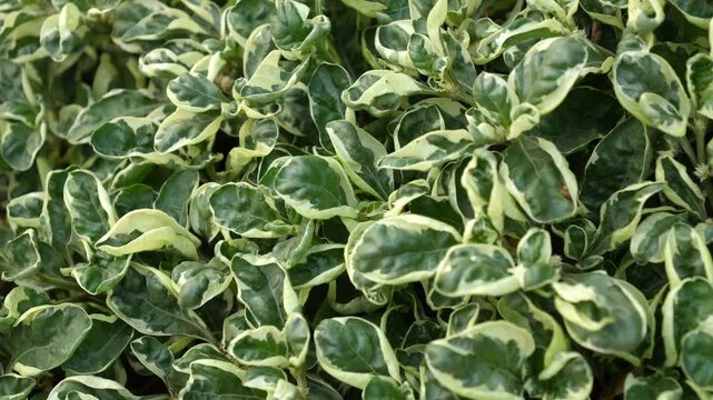 Variegated Alternanthera Ficoidea Leaves Plants Close Up Background
