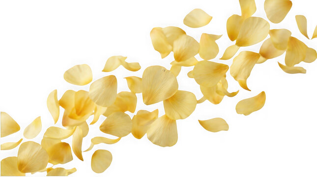 Flowing trail of yellow rose petals isolated on transparent background