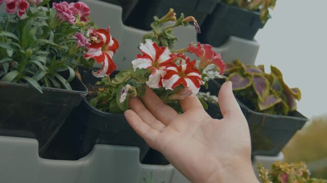 A woman&rsquo;s hand touches the striped petunias growing in outdoor pots, close‑up shot.