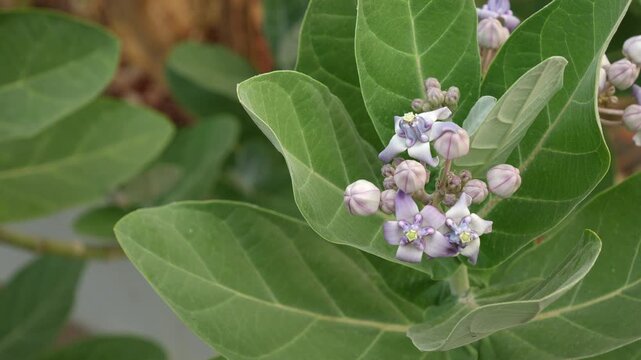 Close Up of Crown Flower Calotropis Gigantea Purple Wildflower in Garden