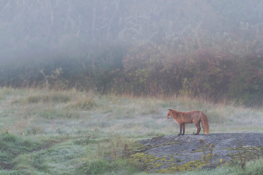 Fox in scenic countryside covered in mist