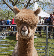 Fototapeta premium Lama or alpacha at the spring fair at Frederiksoord. Maatschappij van Weldadigheid