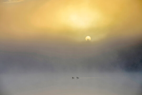 Ducks swimming in sea during misty sunset