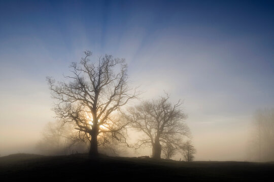 Silhouette of trees during misty sunrise