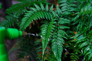 Spray bottle providing water droplets to lush green fern leaves, illustrating gardening, plant care, and growth © JOSEANTONA