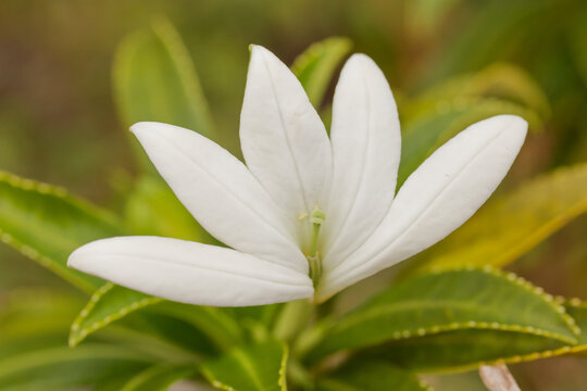 FRENCH POLYNESIA. RAIATEA ISLAND. FLOWER OF TIARE APETAHI, A RARE AND PROTECTED PLANT ENDEMIC TO RAIATEA ISLAND