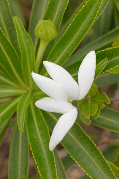 FRENCH POLYNESIA. RAIATEA ISLAND. THE TIARE APETAHI FLOWER, ENDEMIC TO RAIATEA ISLAND. RARE AND PROTECTED PLANT.
