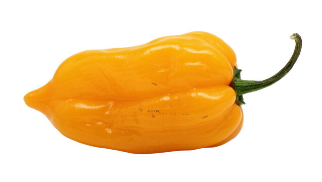 Bright orange habanero pepper with green stem, isolated on transparent background