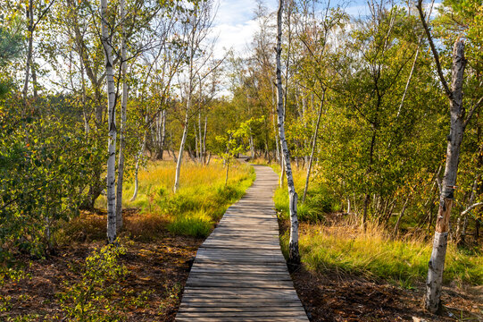 A wooden boardwalk trail leading through a peat bog and a birch trees on a sunny day in the Soos National Nature Reserve, Czech Republic