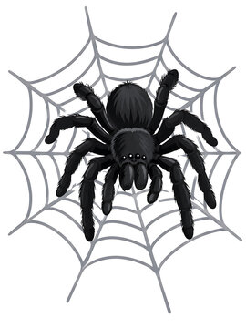 Flat cartoon vector illustration of a large black tarantula spider resting on a detailed spider web, isolated on a clean white background. Spooky Halloween-themed design suitable for seasonal graphics
